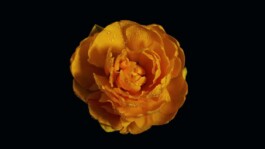 Chamaeleon Digital Vision GmbH