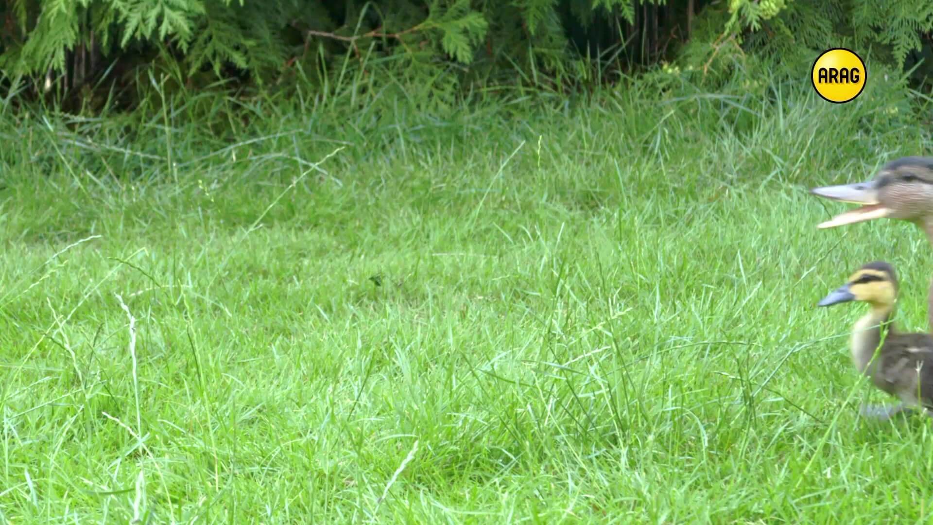 Chamaeleon Digital Vision GmbH