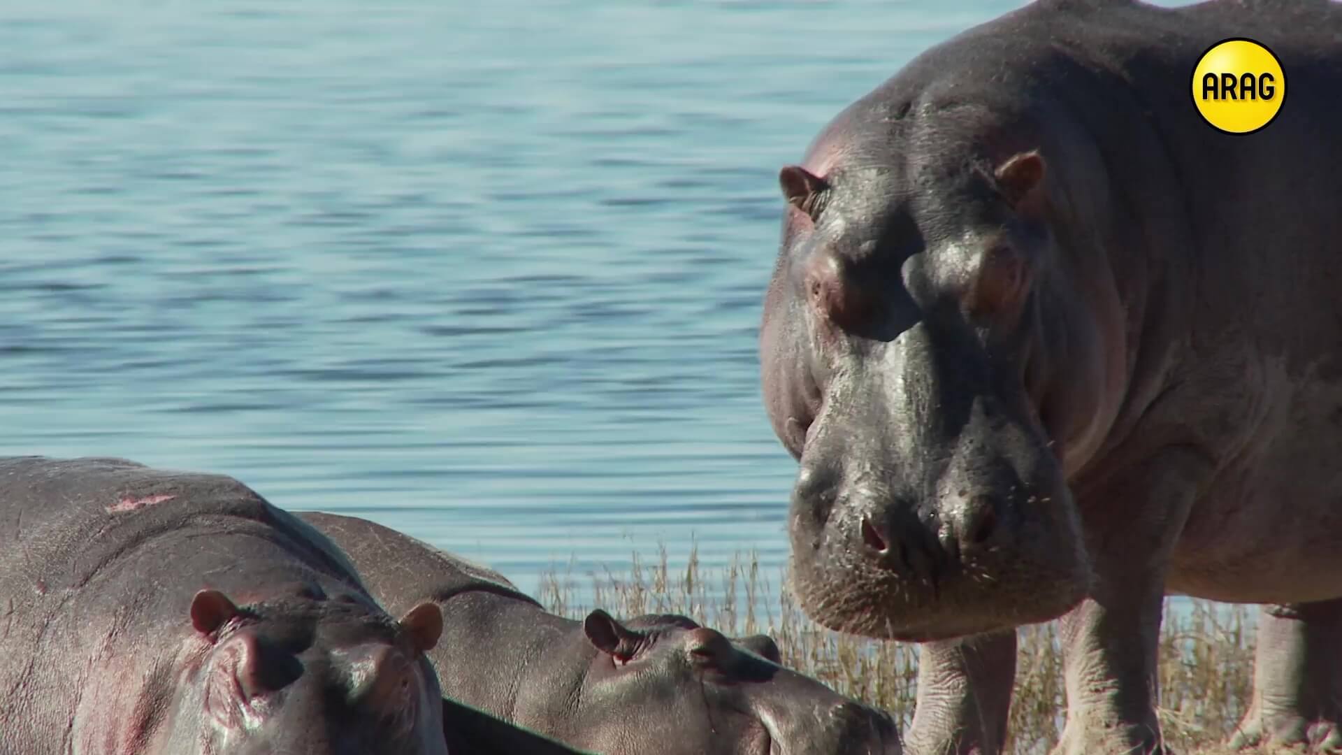 Chamaeleon Digital Vision GmbH