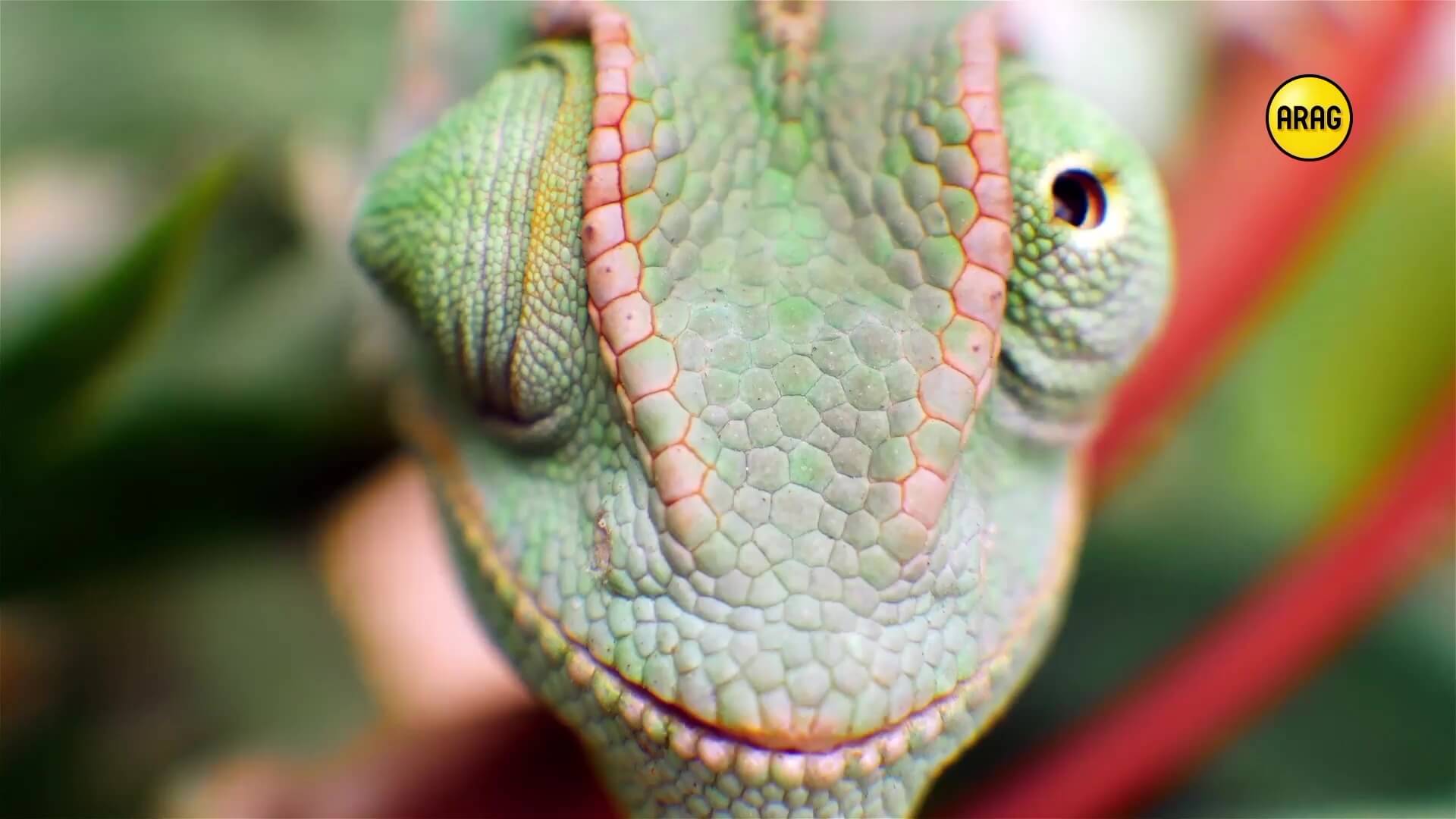 Chamaeleon Digital Vision GmbH