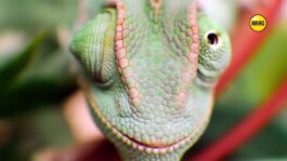 Chamaeleon Digital Vision GmbH